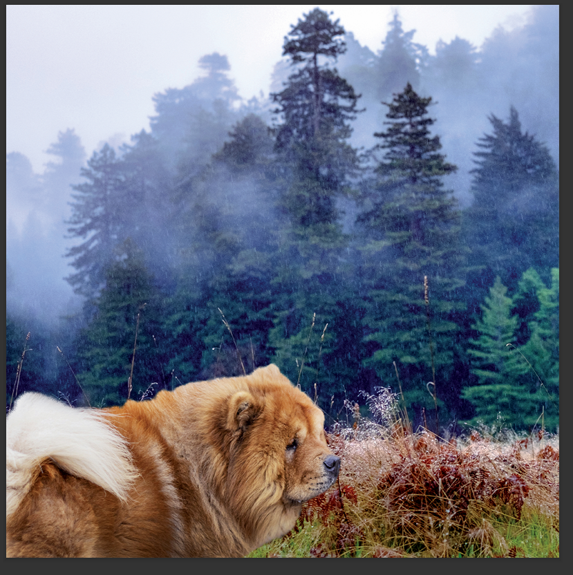 cd de musique de détente mp3 (junior qui d'or) créé par pierreau zen musique donc rousseau geoffrey environ 3h de musique