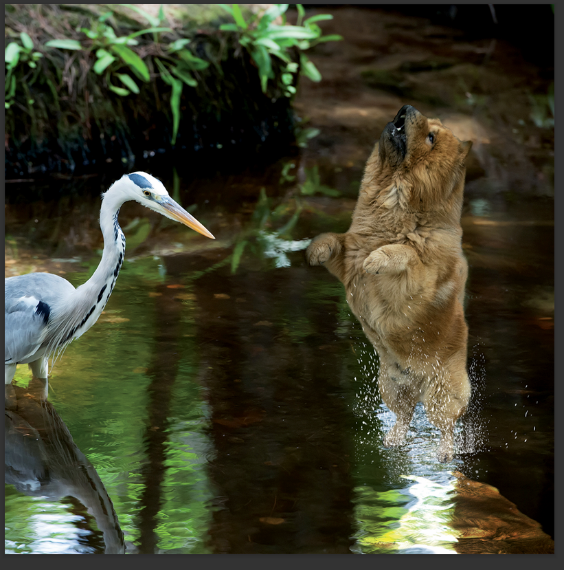 cd de détente mp3 (junior qui ce balade) créé par pierreau zen musique rousseau geoffrey 3h de musque de détente