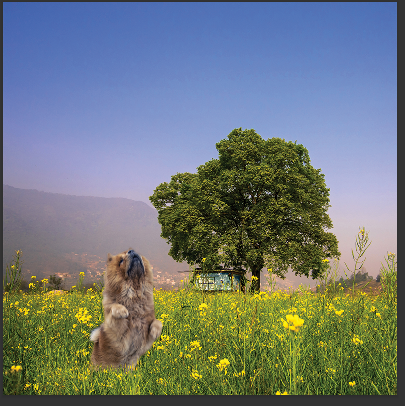 cd de musique de détente mp3 (junior qui d'or) créé par pierreau zen musique donc rousseau geoffrey environ 3h de musique