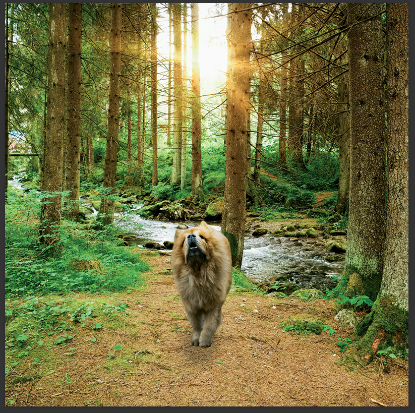 cd de détente mp3 (junior qui ce balade) créé par pierreau zen musique rousseau geoffrey 3h de musque de détente