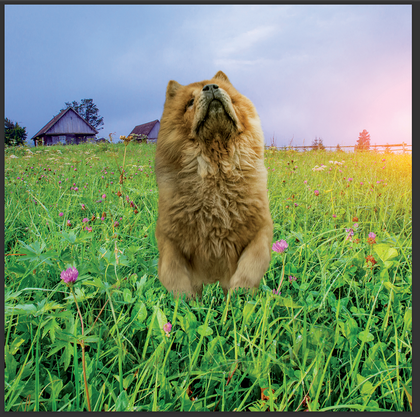 cd de musique de détente mp3 (junior qui d'or) créé par pierreau zen musique donc rousseau geoffrey environ 3h de musique