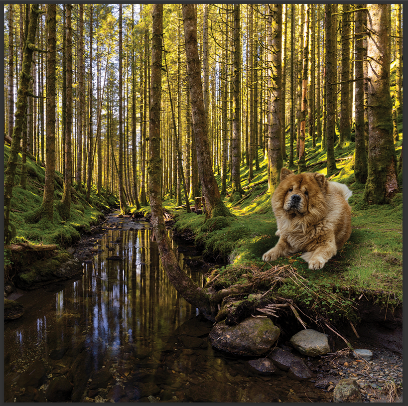 cd de détente mp3 (junior qui ce balade) créé par pierreau zen musique rousseau geoffrey 3h de musque de détente