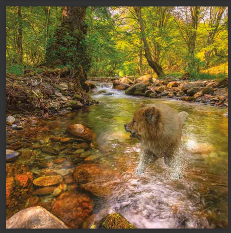 cd de détente mp3 (junior qui ce balade) créé par pierreau zen musique rousseau geoffrey 3h de musque de détente