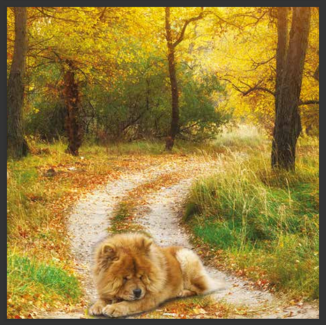 cd de détente mp3 (junior qui ce balade) créé par pierreau zen musique rousseau geoffrey 3h de musque de détente