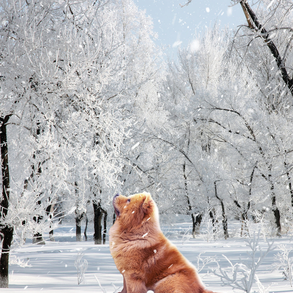 cd de musique de détente mp3 (BALADE DANS LES RËVES DE JUNIOR) créé par pierreau zen musique donc rousseau geoffrey environ 3h de musique